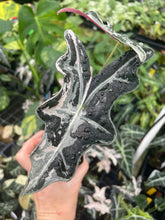 Load image into Gallery viewer, Alocasia Nobilis Pink variegated 2.5" pot, Fedex 2day*