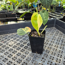 Load image into Gallery viewer, Philodendron Hederaceum Micans Aurea, Exact Plant Variegated Ships Nationwide