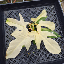 Load image into Gallery viewer, Philodendron Florida Ghost, Exact Plant Ships Nationwide