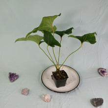 Load image into Gallery viewer, Anthurium Brownii Large Shipped Nationwide
