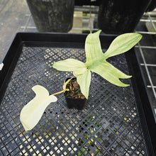 Load image into Gallery viewer, Philodendron Florida Ghost, Exact Plant Ships Nationwide