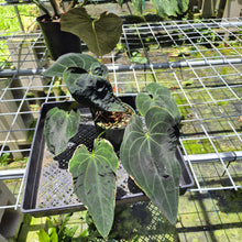 Load image into Gallery viewer, Anthurium Ace Of Spades X Papillilaminum exact plant, Fedex 2day*