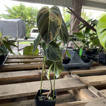 Load image into Gallery viewer, Philodendron Melanochrysum Variegated exact plant, Fedex 2day*