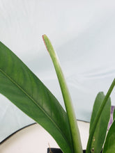 Load image into Gallery viewer, Philodendron Acutifolium, Exact Plant
