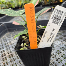 Load image into Gallery viewer, Syngonium Red Spot Tricolor Variegated exact plant, Fedex 2day*