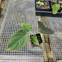 Load image into Gallery viewer, Anthurium Moodeanum, Exact Plant