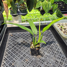 Load image into Gallery viewer, Philodendron Panduriforme 2.5" pot, Fedex 2day*