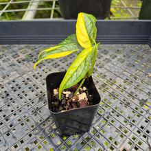 Load image into Gallery viewer, Monstera Siltepecana, Exact Plant Variegated Ships Nationwide