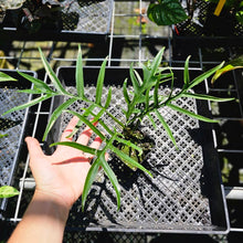 Load image into Gallery viewer, Philodendron Tortum, Exact Plant Wide Form
