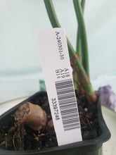 Load image into Gallery viewer, Philodendron Gloriosum, Pink Veined Back, Exact Plant