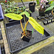 Load image into Gallery viewer, Philodendron Goldiana 4" pot, Fedex 2day*