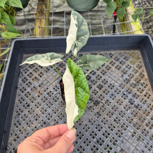 Load image into Gallery viewer, Alocasia simpo albo Exact Plant Ships Nationwide