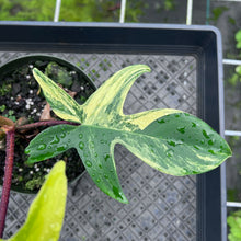 Load image into Gallery viewer, Philodendron Florida Beauty Variegated 6" pot, Fedex 2day
