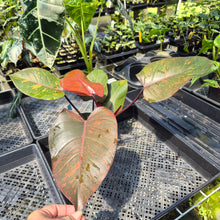 Load image into Gallery viewer, Philodendron Orange Princess Variegated exact plant, Fedex 2day