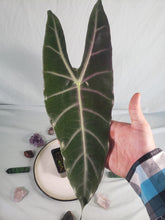 Load image into Gallery viewer, Denudata Longiloba, Exact Plant, Alocasia