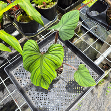Load image into Gallery viewer, Philodendron Plowmanii, Exact Plant Ships Nationwide