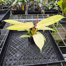 Load image into Gallery viewer, Philodendron Whipple Way Variegated exact plant, Fedex 2day*