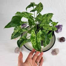Load image into Gallery viewer, Syngonium Mojito Variegated 6" pot, Fedex 2day