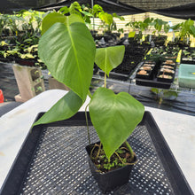 Load image into Gallery viewer, Monstera Sierrana Hawaii Clone, Exact Plant Ships Nationwide