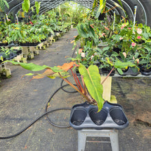 Load image into Gallery viewer, Philodendron Orange Marmalade, Exact Plant Ships Nationwide