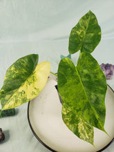 Load image into Gallery viewer, Alocasia Gageana Aurea, Exact Plant Variegated