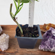 Load image into Gallery viewer, Philodendron Brandtianum Mini Form 2.5" pot, Fedex 2day*