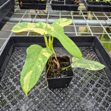 Load image into Gallery viewer, Philodendron Bipennifolium Variegated exact plant, Fedex 2day*