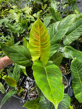 Load image into Gallery viewer, Philodendron Subhastatum Variegated 6" pot, Fedex 2day