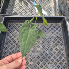 Load image into Gallery viewer, Anthurium Papillilaminum Fort Sherman X ( FS X Ralph Lynam), Ships Nationwide