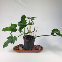 Load image into Gallery viewer, Philodendron Green Golden Dragon 4" pot, Fedex 2day*