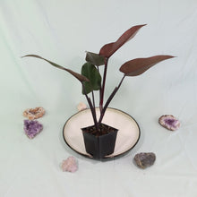 Load image into Gallery viewer, Philodendron Majesty Shipped Nationwide