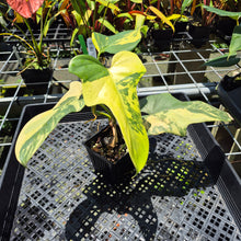 Load image into Gallery viewer, Philodendron Bipennifolium Variegated exact plant, Fedex 2day*