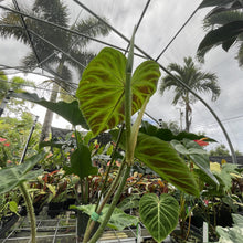 Load image into Gallery viewer, Philodendron Verrucosum exact plant, Fedex 2day*