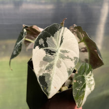 Load image into Gallery viewer, Alocasia Black Velvet Pink variegated exact plant, Fedex 2day*