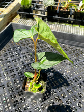 Load image into Gallery viewer, Anthurium Papillilaminum Fort Sherman, Exact Plant Ships Nationwide