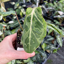 Load image into Gallery viewer, Philodendron Gloriosum Snow Leopard variegated 2.5" pot, FedEx 2day*