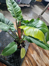 Load image into Gallery viewer, Philodendron Jungle Fever Mint, Exact Plant Variegated Ships Nationwide
