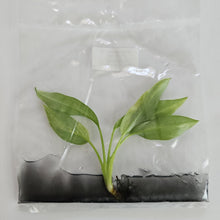 Load image into Gallery viewer, Philodendron Olympiad Pinnatifidum variegated tissue culture 2DayAir