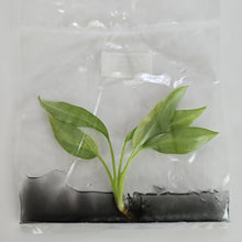 Load image into Gallery viewer, Philodendron Olympiad variegated tissue culture 2DayAir