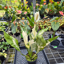 Load image into Gallery viewer, spathiphyllum galaxy, Exact Plant Variegated Ships Nationwide