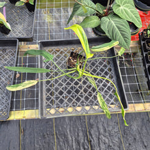 Load image into Gallery viewer, Philodendron Holtonianum Variegated, Exact Plant Ships Nationwide