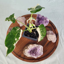 Load image into Gallery viewer, Alocasia Odora, Okinawa Silver Variegated 2.5" Pot, Fedex 2 day*