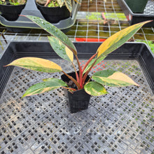 Load image into Gallery viewer, Philodendron Red Congo, Exact Plant Variegated Ships Nationwide