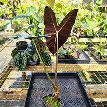 Load image into Gallery viewer, Alocasia Longiloba Lowii, Exact Plant