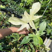 Load image into Gallery viewer, Philodendron Florida Ghost 4" pot, Fedex 2day*