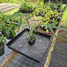 Load image into Gallery viewer, Philodendron Holtonianum, Exact Plant Ships Nationwide
