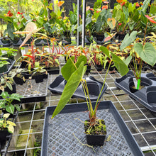 Load image into Gallery viewer, Anthurium Peppermint Splash, Shibori AFF, speckled , Exact Plant Ship Nationwide