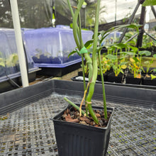 Load image into Gallery viewer, Monstera Subpinnata, Exact Plant Ships Nationwide