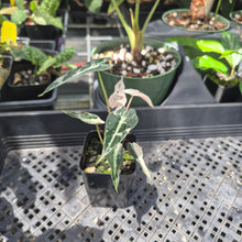 Load image into Gallery viewer, Alocasia Bambino Arrow Pink variegated 2.5" pot, Fedex 2day*