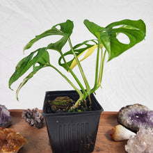 Load image into Gallery viewer, Monstera Adansonii Aurea, Exact Plant Variegated